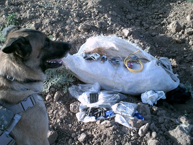 Taran, military working dog.