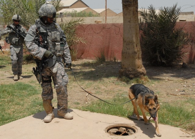 BAGHDAD - A U.S. military working dog and handler move through a courtyard in Abu Ghraib, May 19, with Pennsylvania National Guard Soldiers from Company B, 2nd Battalion, 112th Infantry Regiment, 56th Stryker Brigade Combat Team. The 2-112th,...