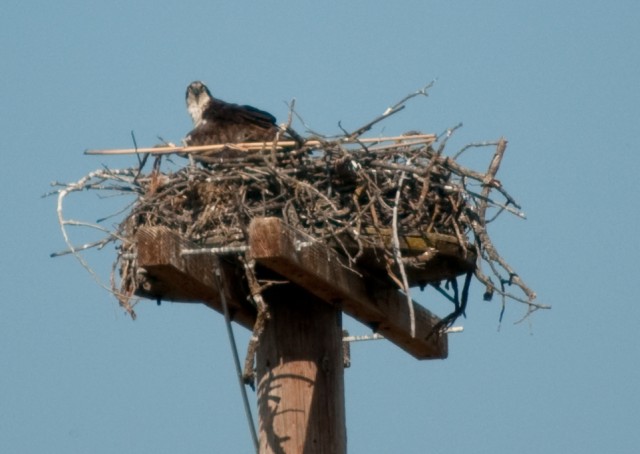 Black Butte Lake gives at-risk species a place to nest