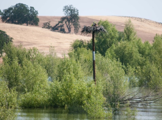 Black Butte Lake gives at-risk species a place to nest