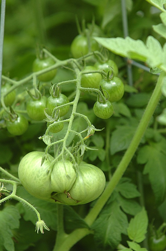 Vegetables and gardeners grow on Belvoir