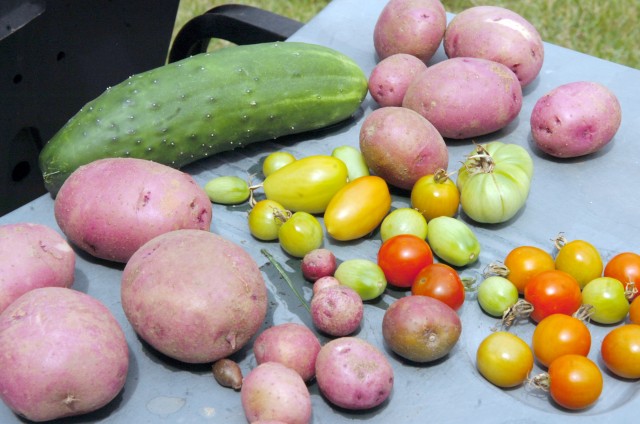 Vegetables and gardeners grow on Belvoir