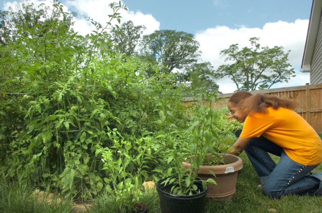 Vegetables and gardeners grow on Belvoir