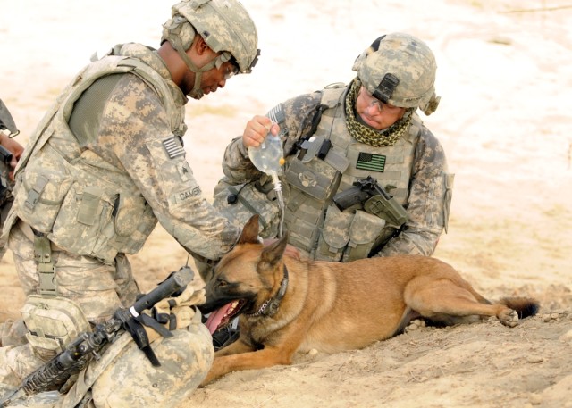 BAGHDAD - Sgt. Laurence Cameron (left), a medic with Battery B, 113th Field Artillery, 30th Heavy Brigade Combat Team, checks an I.V. on military working dog while Sgt. James Harrington, assigned to 1st Calvary Division, Provost Marshal's Office,...
