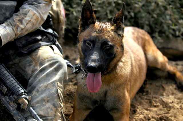 BAGHDAD - Ryky, one of the military working dogs assigned to 1st Calvary Division, Provost Marshal's Office military working dogs section, takes a break at the end of a patrol, June 20, south of Baghdad. Ryky was given an I.V. by one of the medics...