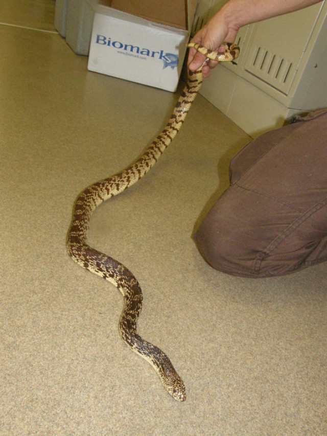 Sneaky snake makes support challenging for conservation branch
