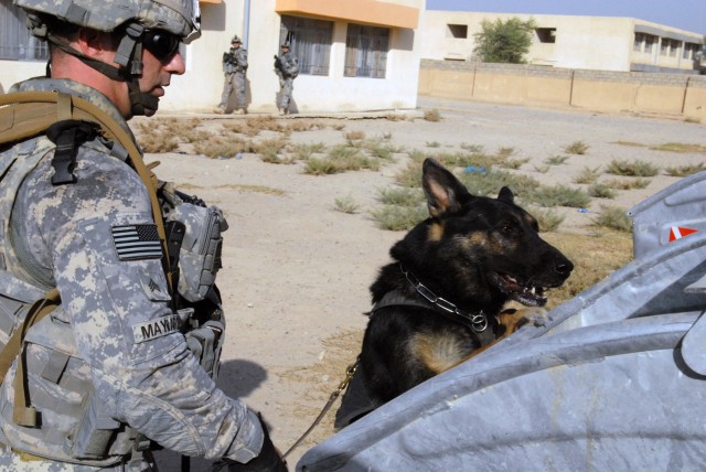 BAGHDAD - Crock, a 6-year-old Belgian Malinois, sniffs a trash bin at a school for explosives, July 26, with his handler Sgt. Nickolas Maynard, from Bangor, Maine, assigned to Provost Marshall's Office, 1st Cavalry Division. Maynard and his companion...