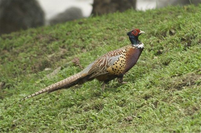 Yongsan Safari: Ring-necked pheasants
