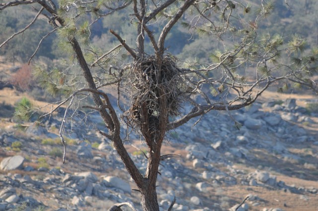 Corps&#039; Eastman Lake home to famed pair of bald eagles