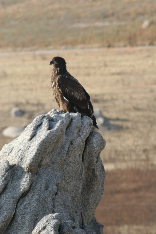 Bald eagle fledgling suns at Corps&#039; Eastman Lake
