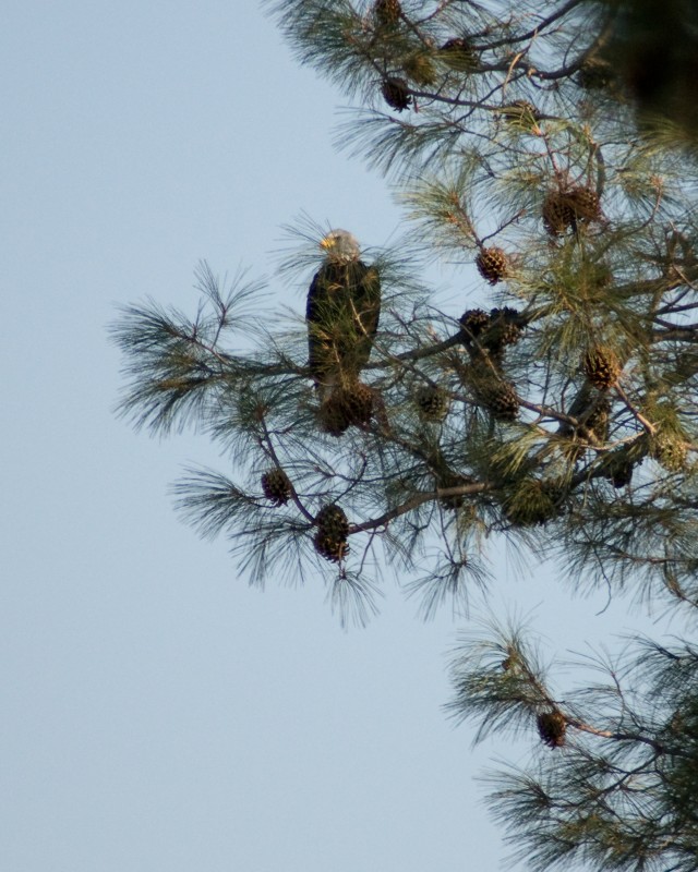 On the lookout at Eastman Lake