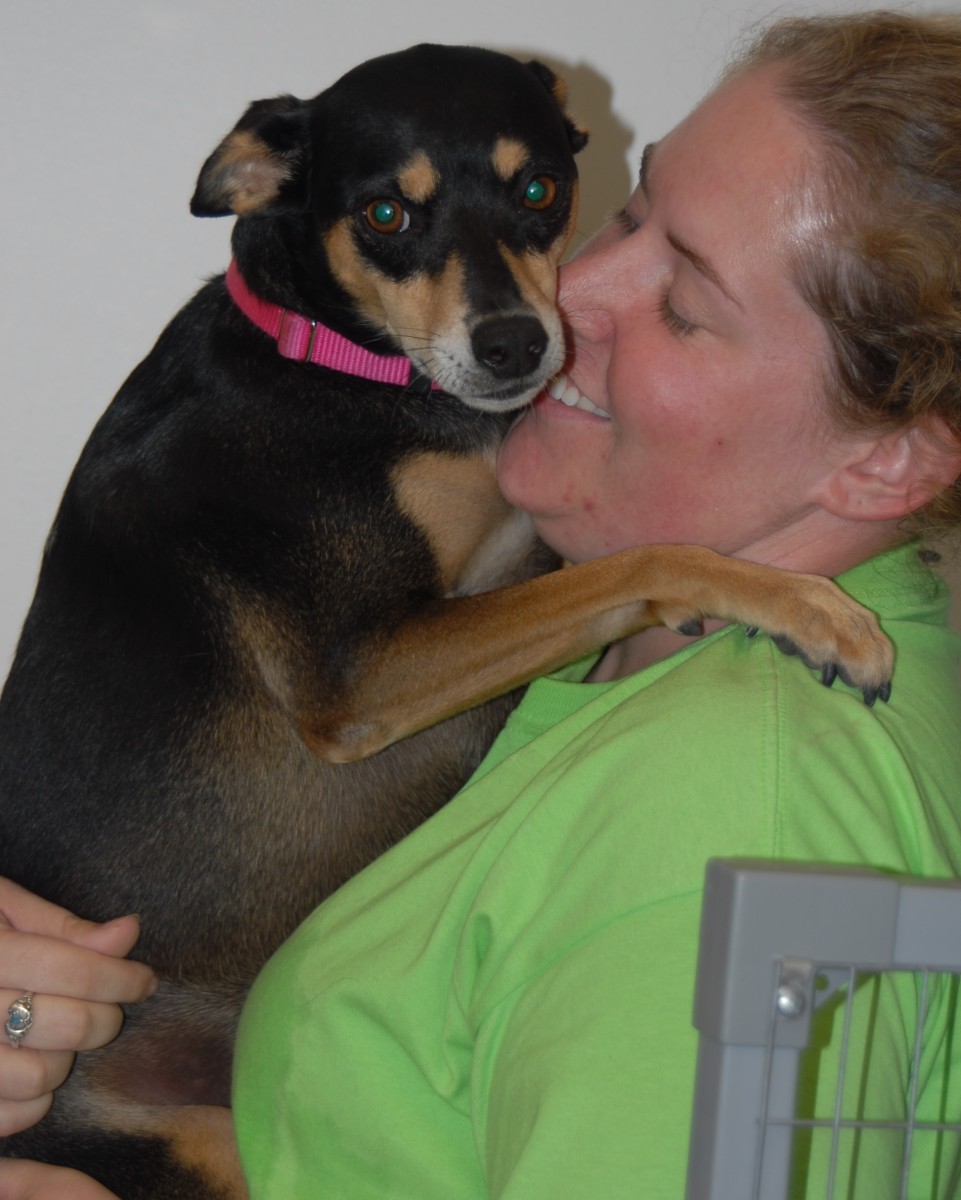 Pet Boarding Facility, staff care for pets while you're away Article