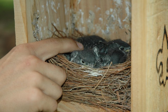 Bluebirds help Boy Scout land Eagle