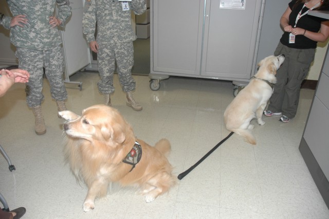 Tripler&#039;s volunteer therapy dogs, handlers make the rounds