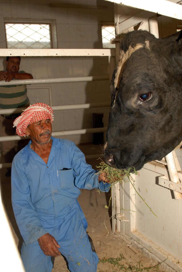 BAGHDAD - An Iraqi employee of the University of Baghdad's College of Agriculture feeds alfalfa to a Holstein bull. Australia donated the 30 Holstein bulls to the university in 2004 to provide Iraqi farmers with a source of semen to help breed...