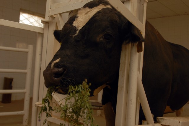 BAGHDAD - A Holstein bull munches on alfalfa at the University of Baghdad's College of Agriculture, Sept. 13. The bull is one of 30 Holsteins donated to the college by Australia in 2004 with the purpose of helping Iraqi farmers breed better dairy...
