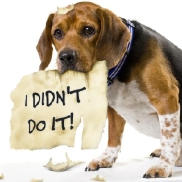 Dog Ate My Homework Article The United States Army