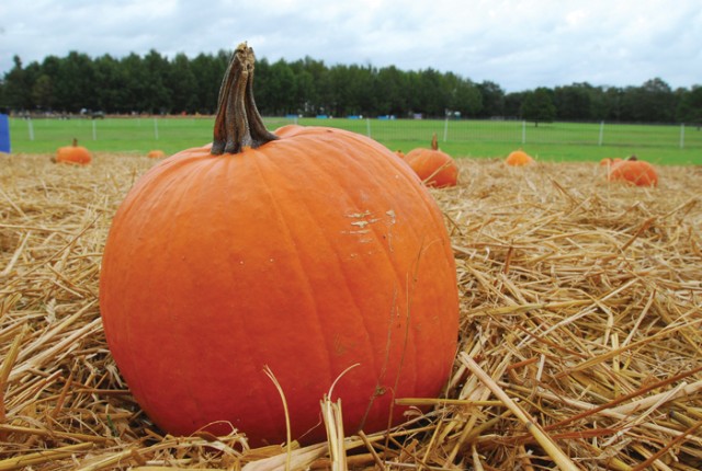 Fall fun ripe for the picking
