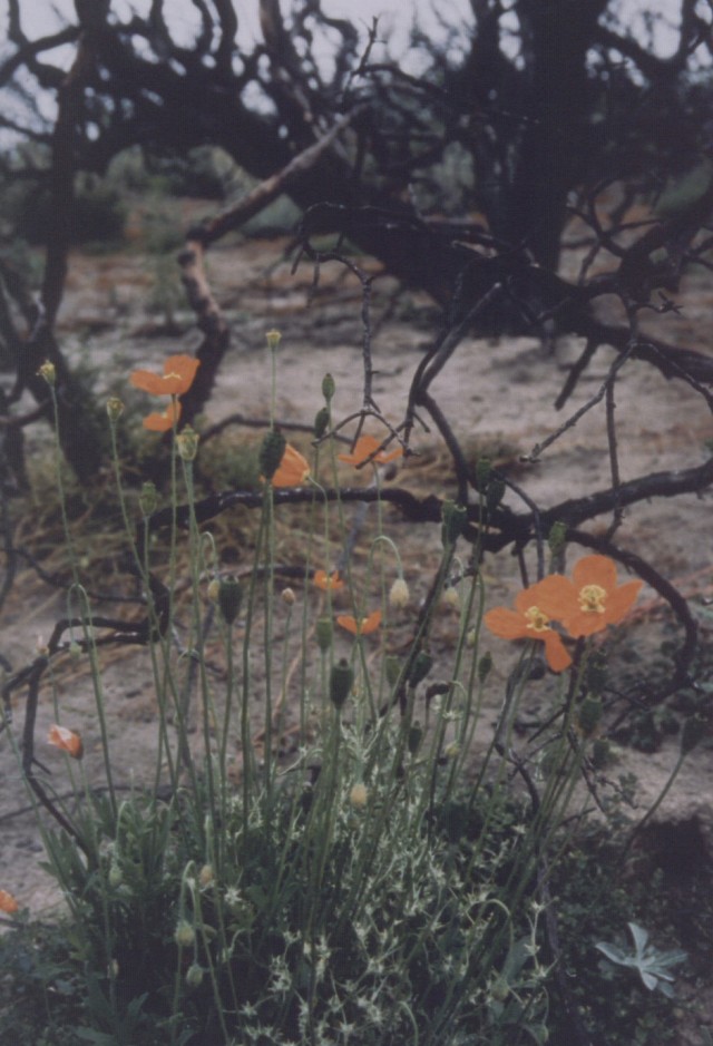 After the fire