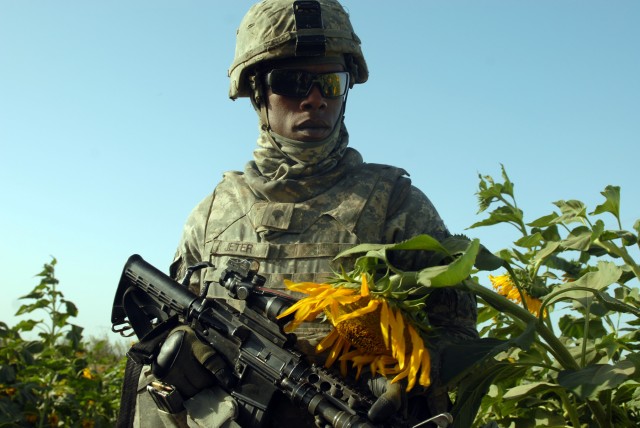 TAJI, Iraq - Spc. Marcus Jeter, of Atlanta, walks through a sunflower field near Taji, Oct. 5, during a joint patrol with the Iraqi Army. Jeter, an artilleryman assigned to Company A, 1st Battalion, 82nd Field Artillery Regiment, 1st Brigade...