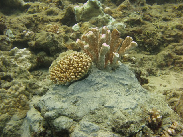 7th EDT helps restore reef off Kwajalein Atoll
