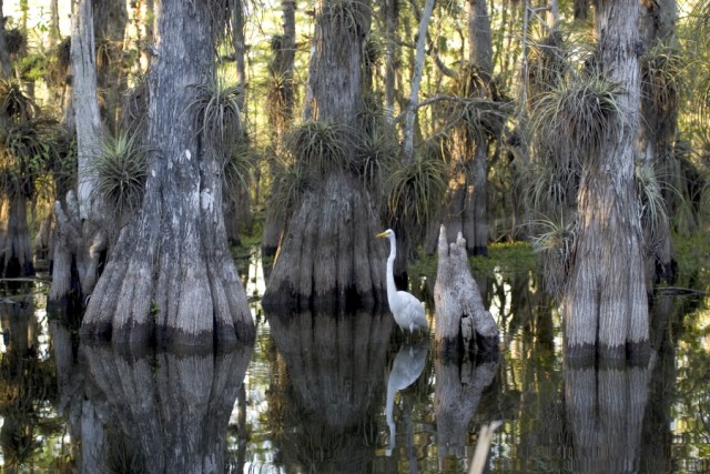 Great egret in the Everglades