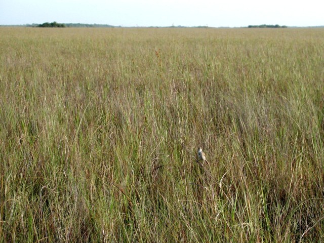 Freshwater prairie in Everglades National Park