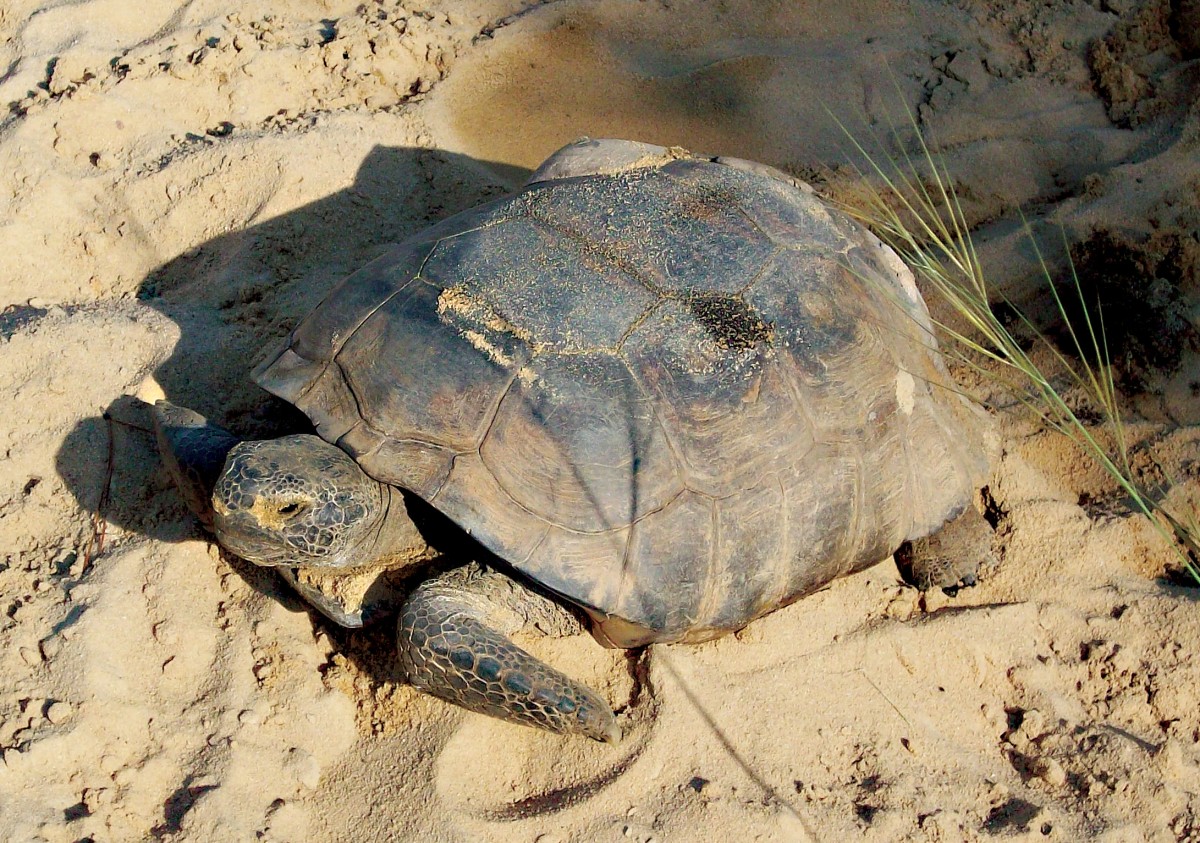 Gopher tortoise species thrives in post's sandy soil | Article | The ...