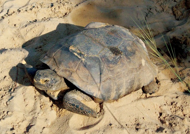 GopherTortoise:
