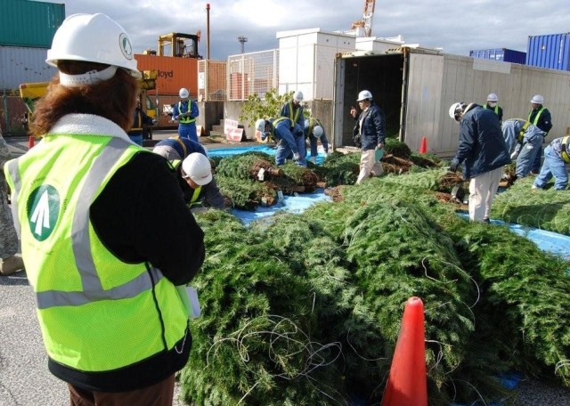 Christmas trees delivered to Japan