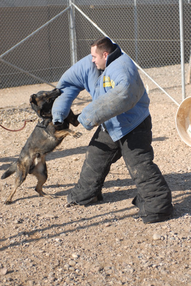 Task Force Marne Canine Soldiers