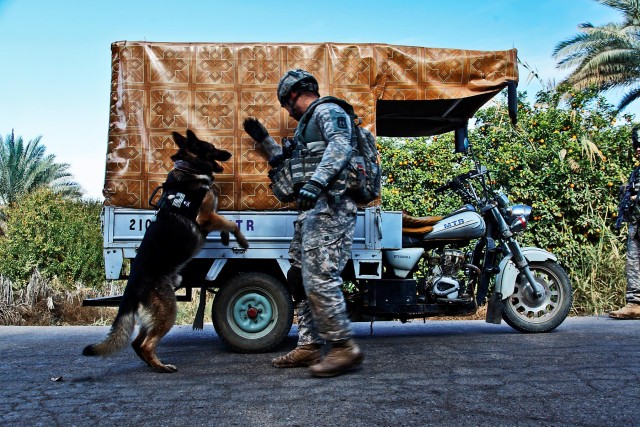 TAJI, Iraq - Supporting Soldiers from the 1st Air Cavalry Brigade, 1st Cavalry Division, during a traffic control point operation, Staff Sgt. Marcelo Fiqueroa, from Harrisburg, Pa., a working military dog handler in Division Special Troops...