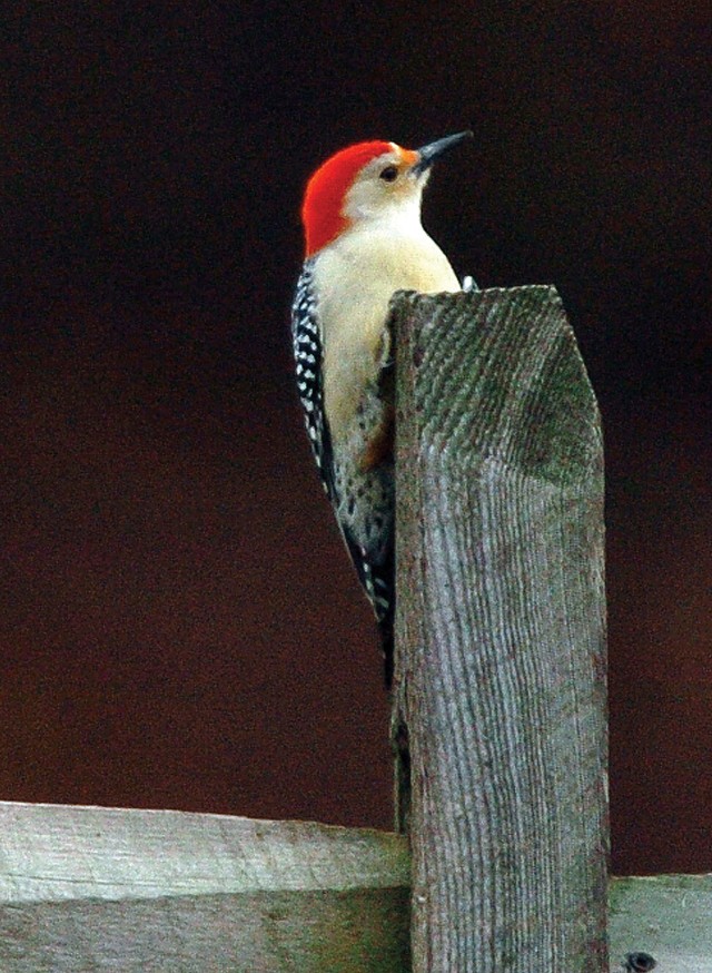 Volunteers needed for annual bird count