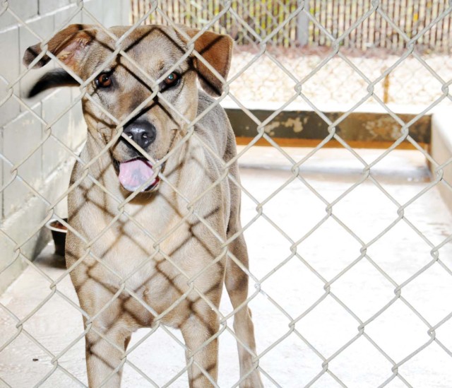 A home for the holidays--find a friend this Christmas at the Fort Rucker Stray Facility