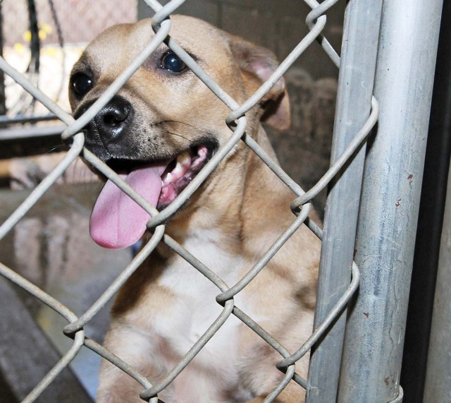 A home for the holidays--find a friend this Christmas at the Fort Rucker Stray Facility