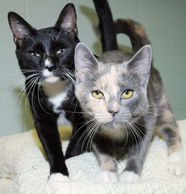 A home for the holidays--find a friend this Christmas at the Fort Rucker Stray Facility
