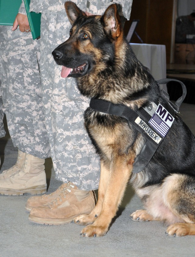 Sgt. 1st Class Rex, a patrol explosive detector dog for the 178th Military Police Detachment, waits with 32 other Soldiers to shake the hand of Command Sgt. Maj. Nathaniel Bartee, 15th Sustainment Brigade's senior noncommissioned officer, at a...