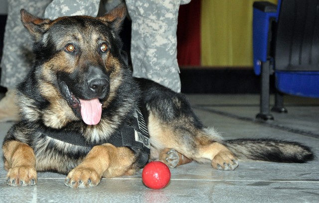 Sgt. 1st Class Rex, a patrol explosive detector dog for the 178th Military Police Detachment, rests at the feet of Staff Sgt. Cully Parr, a McBride, Mich., native and military police dog handler for the 178th Military Police Detachment, at a...