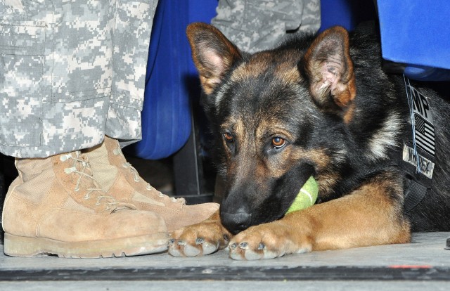 Sgt. 1st Class Rex, a patrol explosive detector dog for the 178th Military Police Detachment, rests at the feet of Staff Sgt. Cully Parr, a McBride, Mich., native and military police dog handler for the 178th Military Police Detachment, at a...