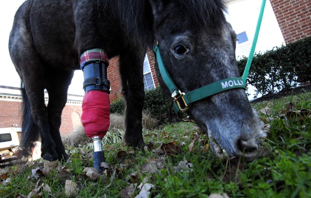 Horse helps with rehabilitation