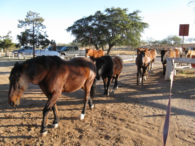 Fort Huachuca horses