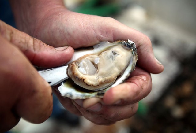 Army Corps team to receive Coastal America Award for native oyster restoration efforts