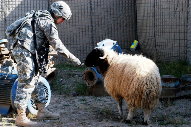 CONTINGENCY OPERATING LOCATION Q-WEST, Iraq - A Soldier serving with 1st Battalion, 64th Armor offers a biscuit to a sheep in an effort to coax the ewe out of the Al-Qayyarah pump house compound Dec. 30.  The animal scurried into the gate when the...