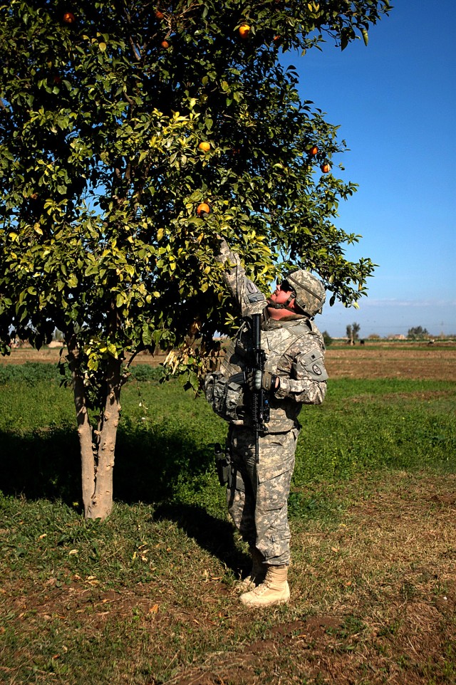 Picking oranges