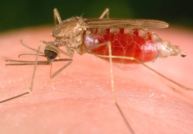 Buzz over malaria