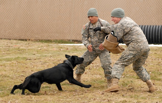 TRADOCAca,!E+working dogs gather for certification