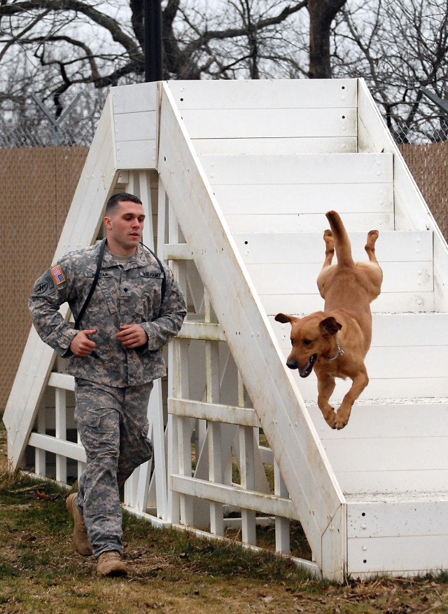 TRADOCAca,!E+working dogs gather for certification