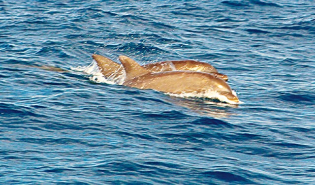 Dolphins swim in the ocean