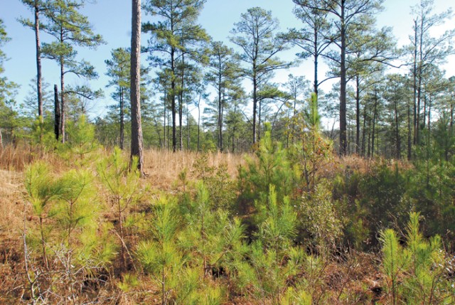 What prescribed burns protect