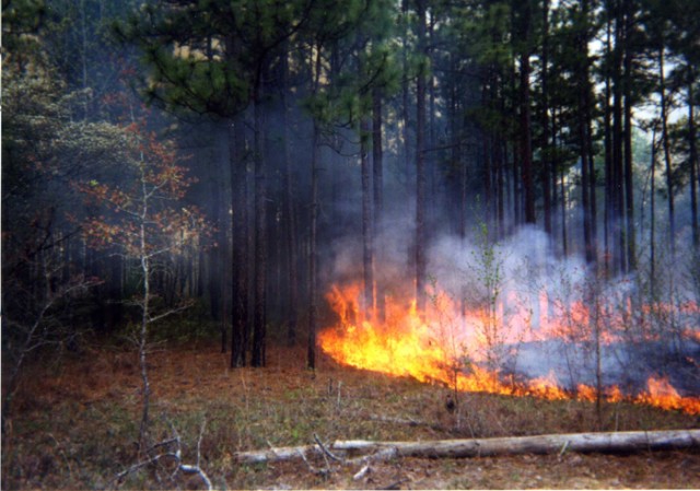 Prescribed burn at Fort Benning